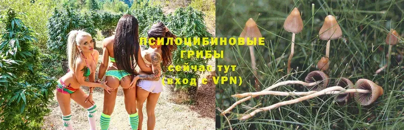 Галлюциногенные грибы Psilocybe  Звенигово 